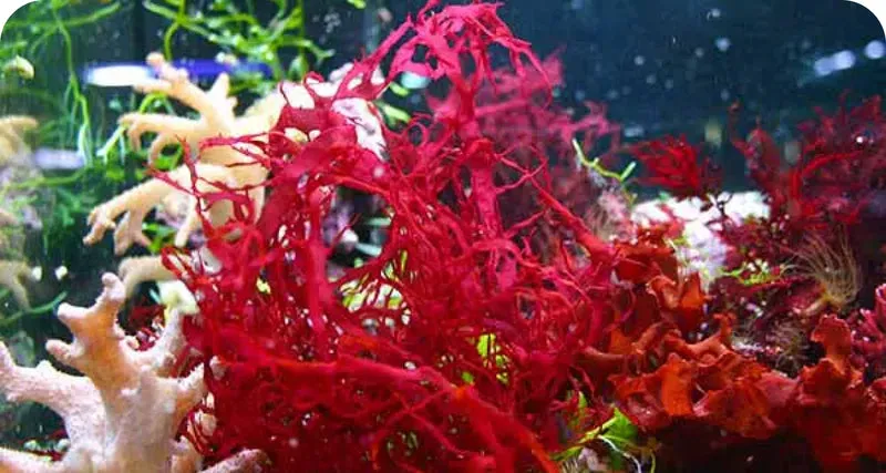 LuminEye™ Astaxanthin eye strain relief support